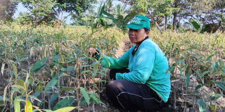 Perempuan-perempuan “Pencipta” Bibit Tanaman Buah dari Desa Sudaji