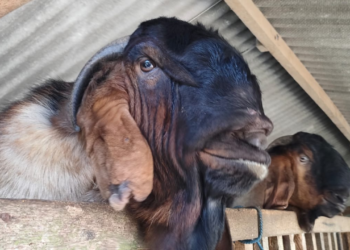Nasi (Hampir) Basi dan Kisah Tragis Mbok Paerah