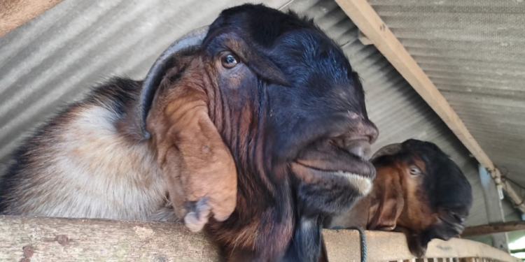 Nasi (Hampir) Basi dan Kisah Tragis Mbok Paerah