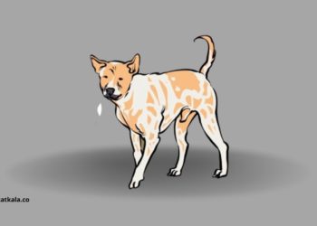 Maraknya Anjing Gila Menyerang Nyawa