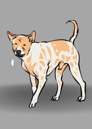 Maraknya Anjing Gila Menyerang Nyawa