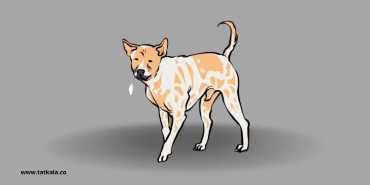 Maraknya Anjing Gila Menyerang Nyawa