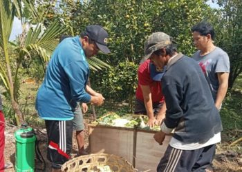 Di Kintamani, Limbah Jeruk Bisa Jadi Pupuk