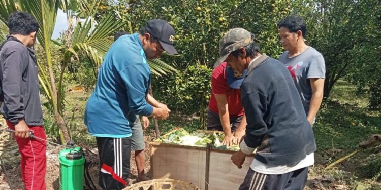 Di Kintamani, Limbah Jeruk Bisa Jadi Pupuk