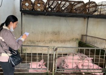 Meningitis Streptococcus Suis | Pengkonsumsi Babi Cemas, Peternak Babi Apalagi