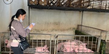 Meningitis Streptococcus Suis | Pengkonsumsi Babi Cemas, Peternak Babi Apalagi