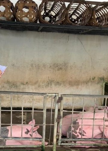 Meningitis Streptococcus Suis | Pengkonsumsi Babi Cemas, Peternak Babi Apalagi