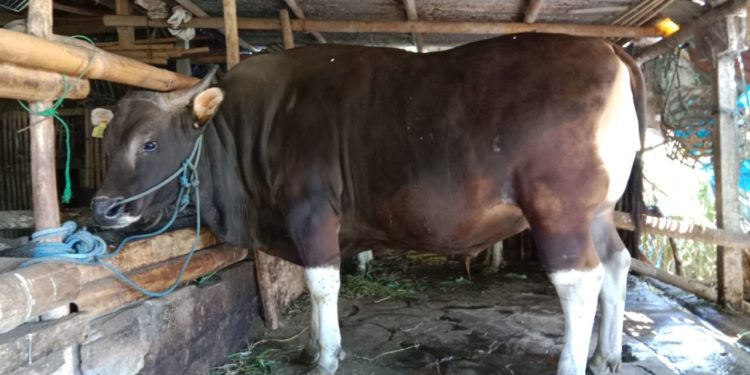 Presiden Jokowi Kurban Sapi di Masjid Agung Jami Singaraja