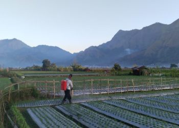 Sembalun Tak Hanya Tentang Gunung, Tetapi Juga Tentang Petani