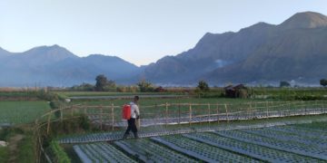 Sembalun Tak Hanya Tentang Gunung, Tetapi Juga Tentang Petani