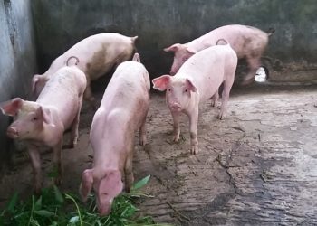 Mengenal Meningitis Streptococcus Suis  Tanpa Buru-Buru Menyalahkan Lawar dan Komoh