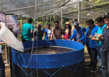 Budidaya Ikan Nila dengan Sistem Bioflok di Danau Buyan