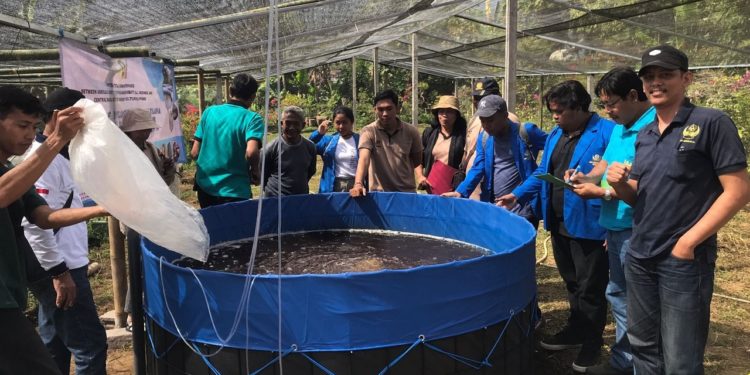 Budidaya Ikan Nila dengan Sistem Bioflok di Danau Buyan