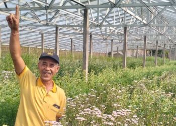 Pembudidaya Bunga Krisan Pancasari, Ayo Mulai Membuat Bibit Secara Mandiri