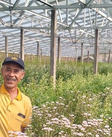 Pembudidaya Bunga Krisan Pancasari, Ayo Mulai Membuat Bibit Secara Mandiri