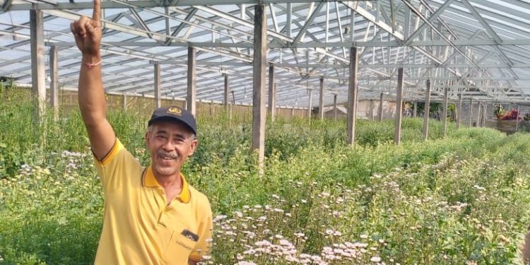 Pembudidaya Bunga Krisan Pancasari, Ayo Mulai Membuat Bibit Secara Mandiri