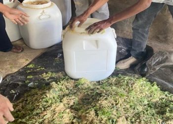 Limbah Sayur di Pancasari Bisa Dimanfaatkan Jadi Pakan Fermentasi untuk Ternak Babi