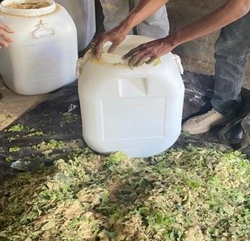 Limbah Sayur di Pancasari Bisa Dimanfaatkan Jadi Pakan Fermentasi untuk Ternak Babi