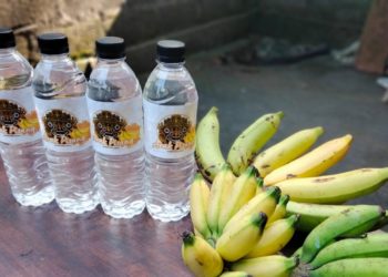 Arak Bali dari Buah Pisang