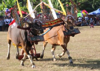 Menghidupkan Kembali Atraksi Sapi Gerumbungan dalam Lovina Festival 2023