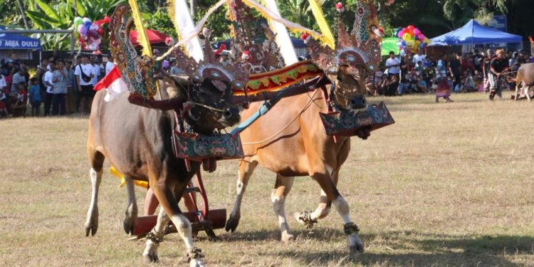 Menghidupkan Kembali Atraksi Sapi Gerumbungan dalam Lovina Festival 2023