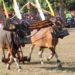 Menghidupkan Kembali Atraksi Sapi Gerumbungan dalam Lovina Festival 2023