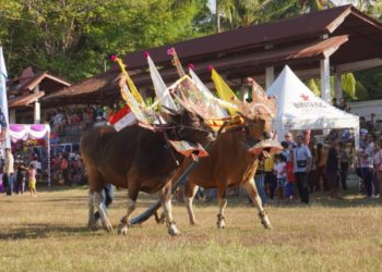 Sapi Gerumbungan: Wujud Rasa Syukur Petani Buleleng di Musim Panen