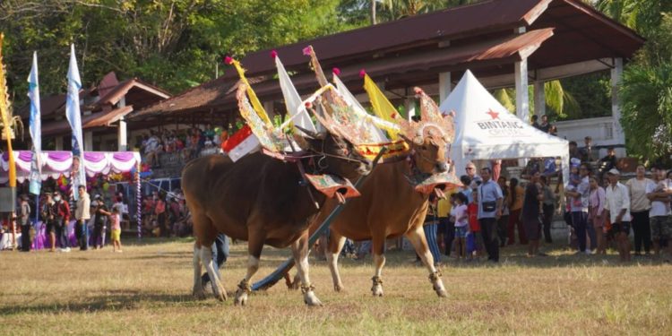 Sapi Gerumbungan: Wujud Rasa Syukur Petani Buleleng di Musim Panen