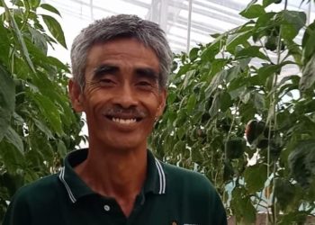 I Nyoman Mara, Petani Paprika dari Pancasari, Maju dan Sukses dengan Sistem Pertanian Digital