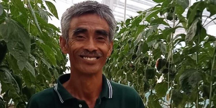 I Nyoman Mara, Petani Paprika dari Pancasari, Maju dan Sukses dengan Sistem Pertanian Digital