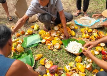 Biji Kakao Difermentasi Untuk Hasil Berkualitas