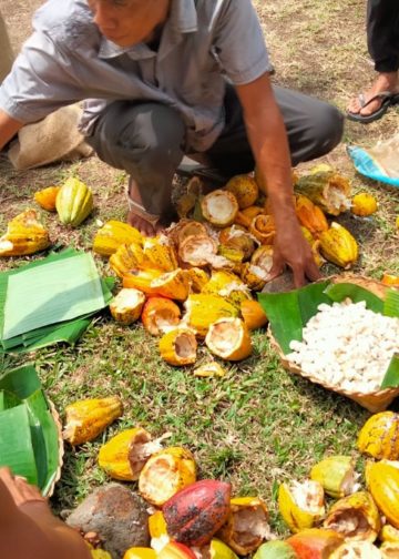Biji Kakao Difermentasi Untuk Hasil Berkualitas