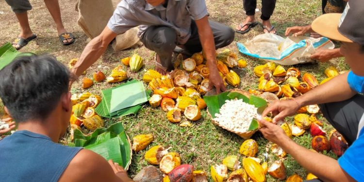 Biji Kakao Difermentasi Untuk Hasil Berkualitas