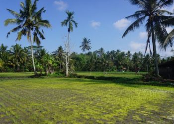 Subak Kulub Atas Tampaksiring Sudah Setahun Kekeringan Tanpa Solusi