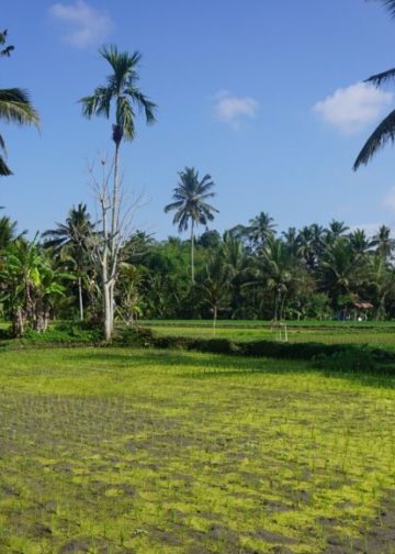 Subak Kulub Atas Tampaksiring Sudah Setahun Kekeringan Tanpa Solusi