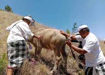Yang Tersisa dari Karya Agung Danu Kerthi di Danau Batur (3) : Pasu Yadnya Pengingat Manusia