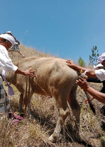 Yang Tersisa dari Karya Agung Danu Kerthi di Danau Batur (3) : Pasu Yadnya Pengingat Manusia