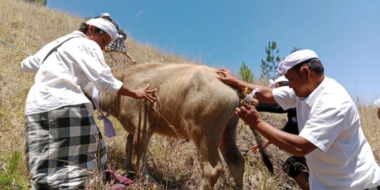 Yang Tersisa dari Karya Agung Danu Kerthi di Danau Batur (3) : Pasu Yadnya Pengingat Manusia