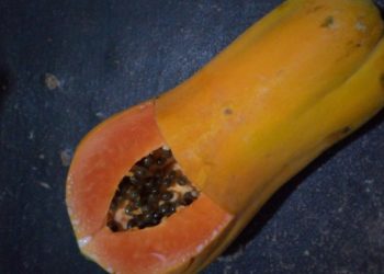 Pepaya Bisa Jadi Bahan Bakar Masa Depan