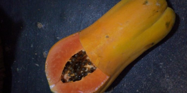 Pepaya Bisa Jadi Bahan Bakar Masa Depan