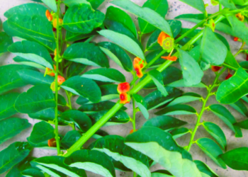 Daun Katuk, Si Hijau Pelancar ASI