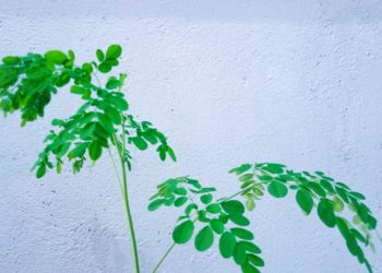 Daun Kelor, Manfaat Nutrisi dan Kesehatan