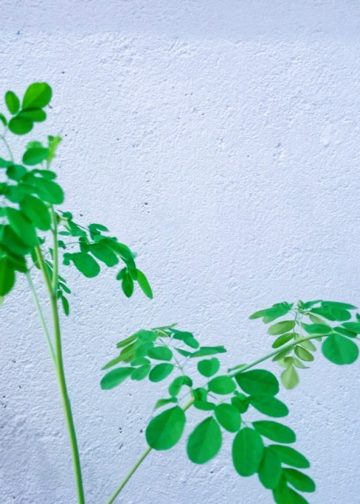 Daun Kelor, Manfaat Nutrisi dan Kesehatan