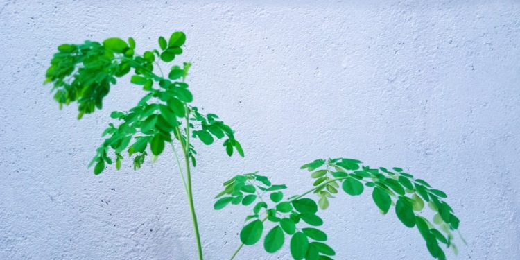 Daun Kelor, Manfaat Nutrisi dan Kesehatan