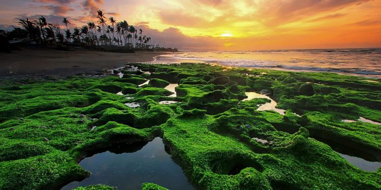  “Low Tide”, Keindahan Pasang-Surut Laut dalam Fotografi