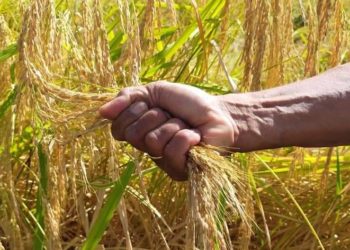 Gagal Panen, Ada Asuransi Pertanian