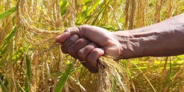 Gagal Panen, Ada Asuransi Pertanian