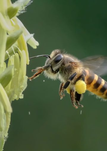 Feezing Macro, “Menaklukkan” Serangga Terbang dalam Fotografi