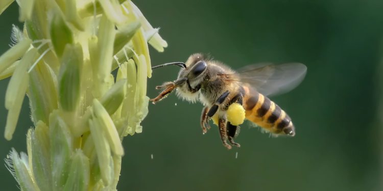 Feezing Macro, “Menaklukkan” Serangga Terbang dalam Fotografi