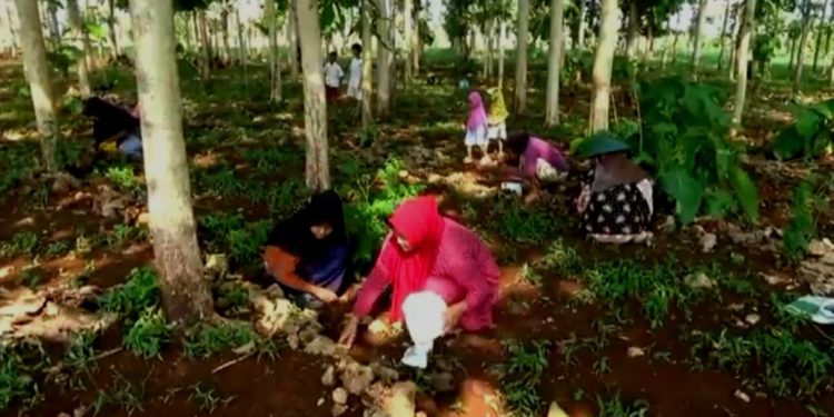 Tradisi Berburu Ulat Jati di Awal Musim Penghujan